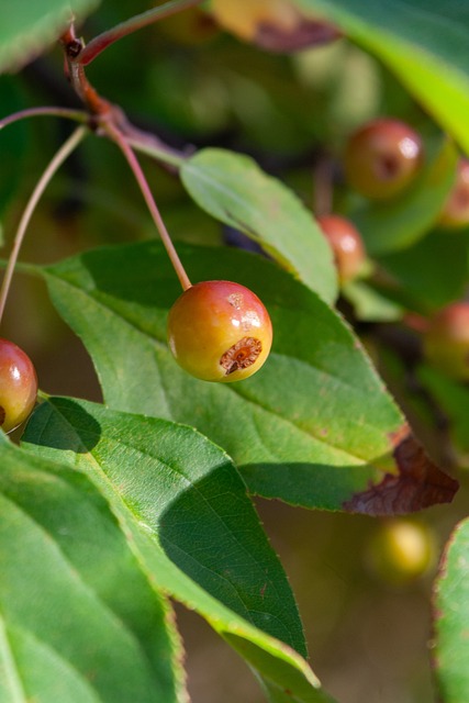 都体：尤文已接触蒂亚戈-加布里埃尔，阿季奇或作为交易筹码