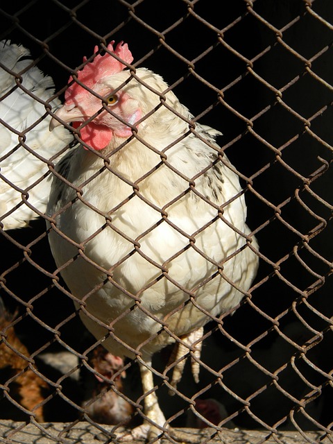 勒沃库森客场3-1狼堡，蒂尔曼传射，霍夫曼、塔普索巴建功